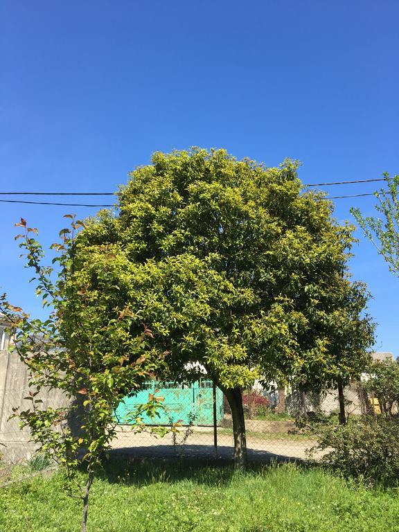 Homestay In Batumi Дом В Чакви Exteriér fotografie